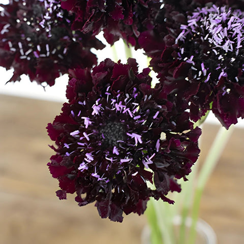 Burgundy Scabiosa Flower