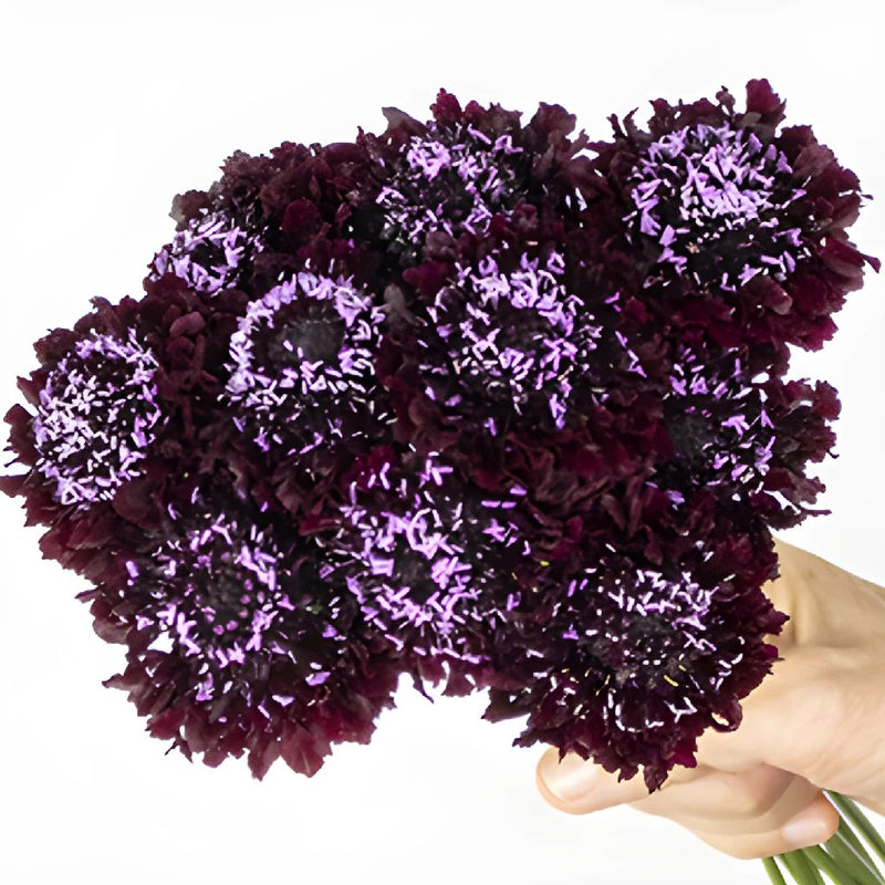 Burgundy Scabiosa Flower