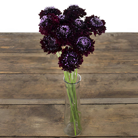 Burgundy Scabiosa Flower