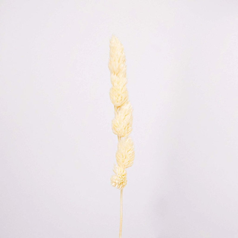 Bleached Dried Orchad Flower Stem