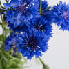Blue Cornflowers