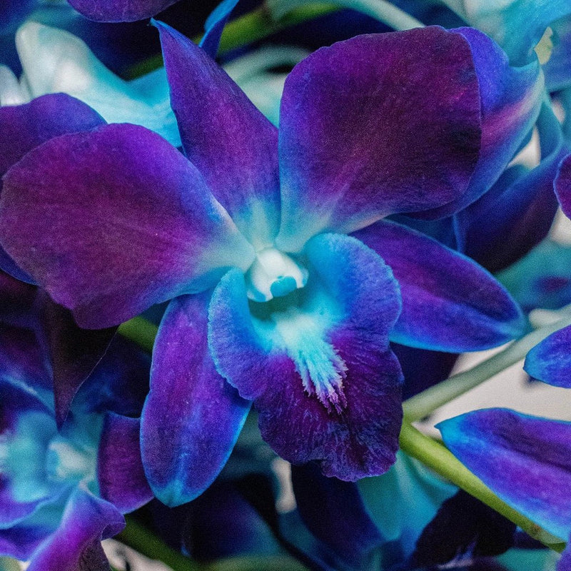 Orchids Blue Wholesale Flower Up Close