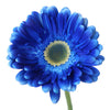Blue Enhanced Gerber Daisy Bulk Flowers