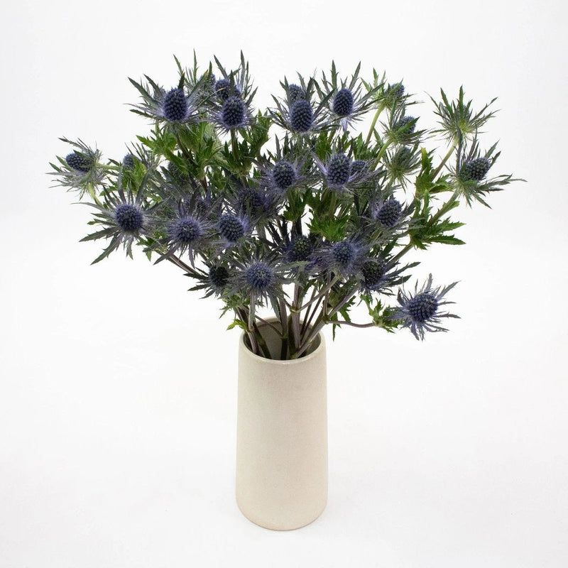 Blue Thistle Flower Bunch in Vase