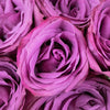 BlueBerry Fresh Cut Rose