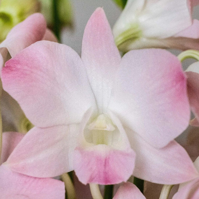 Orchids Blush Wholesale Flower Up Close