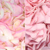 Blush Enhanced Hydrangea