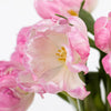 Blush Parrot Novelty Tulips