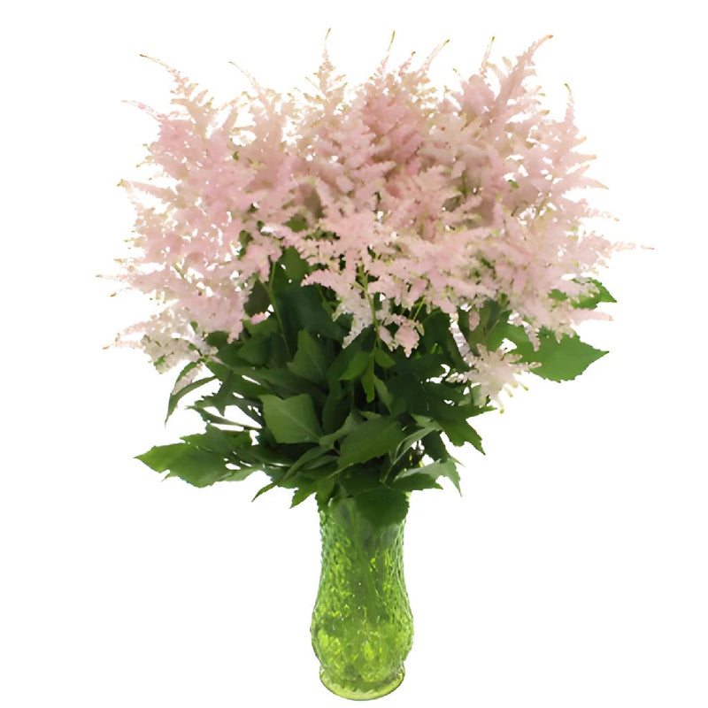 Blush Pink Astilbe Flowers May to October