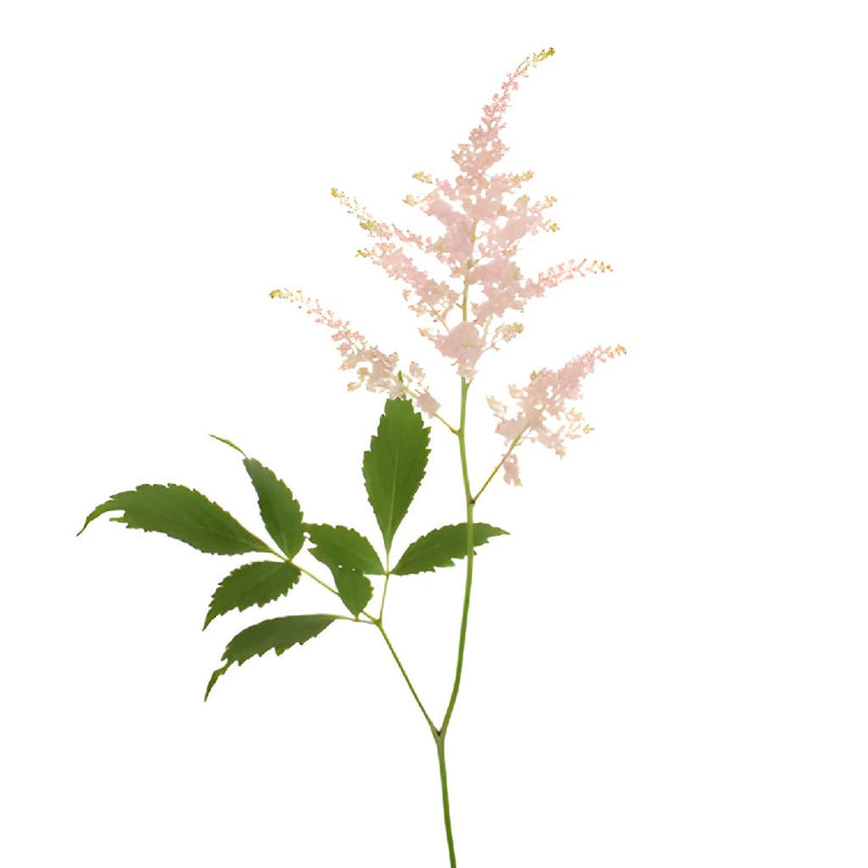 Blush Pink Astilbe Flowers May to October