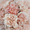Powder Pink Carnation Flowers
