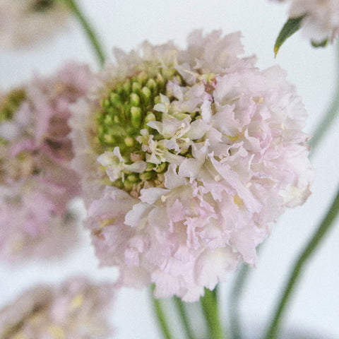 Blush Scabiosa Flower Close Up - Image