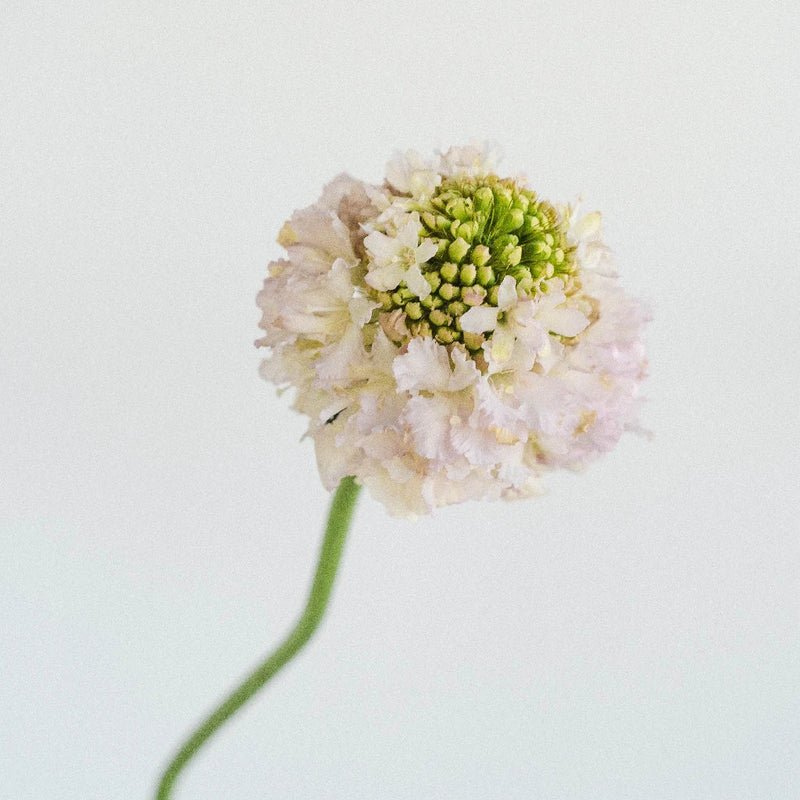 Blush Scabiosa Flower Stem - Image