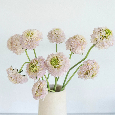 Blush Scabiosa Flower Vase - Image