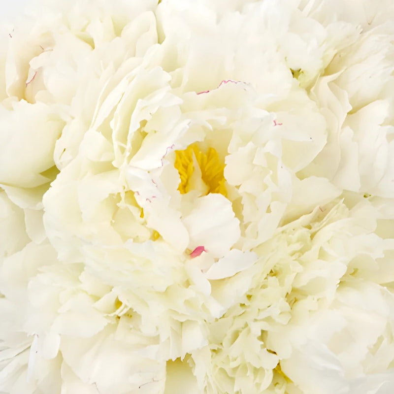 Bowl of Cream Peonies for May Delivery