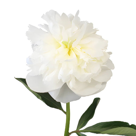 Bowl of Cream Peonies for May Delivery