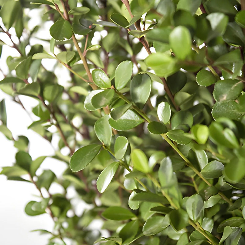 Boxwood DIY wedding greens