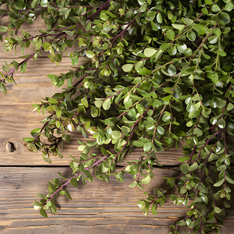 Boxwood bulk wedding greenery