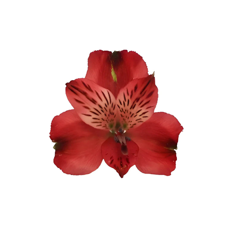 Brick Red Peruvian Lilies Apron - Image