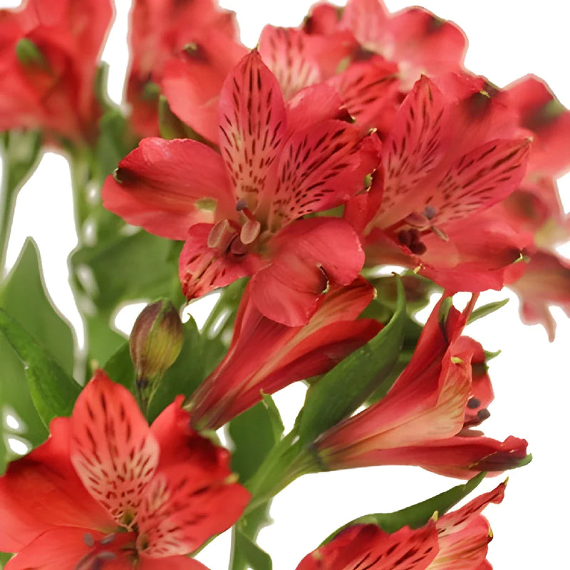 Brick Red Peruvian Lilies Close Up - Image