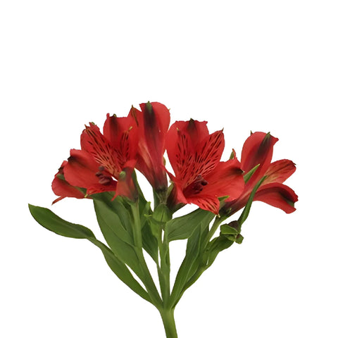 Brick Red Peruvian Lilies Stem - Image