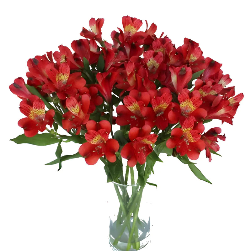 Brick Red Peruvian Lilies Vase - Image