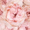 Blushing Button Garden Rose