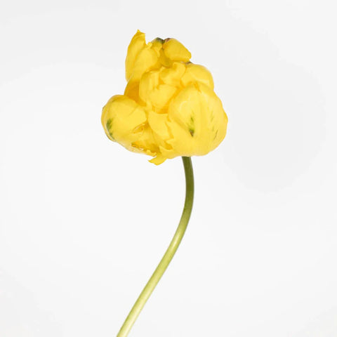 Bright Yellow Parrot Tulips Close Up - Image