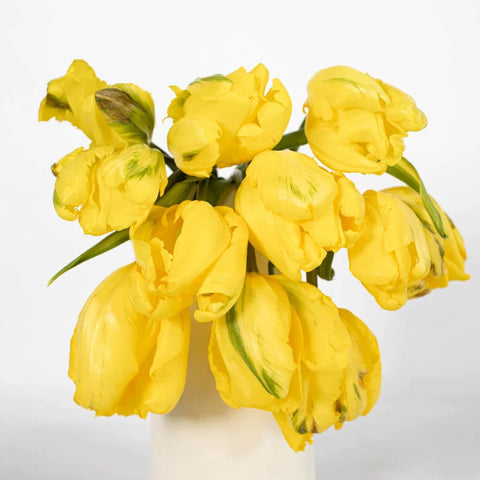 Bright Yellow Parrot Tulips Stem - Image