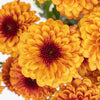 Sunrise Red Pom Flower