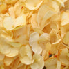 Bronze Yellow Enhanced Hydrangea
