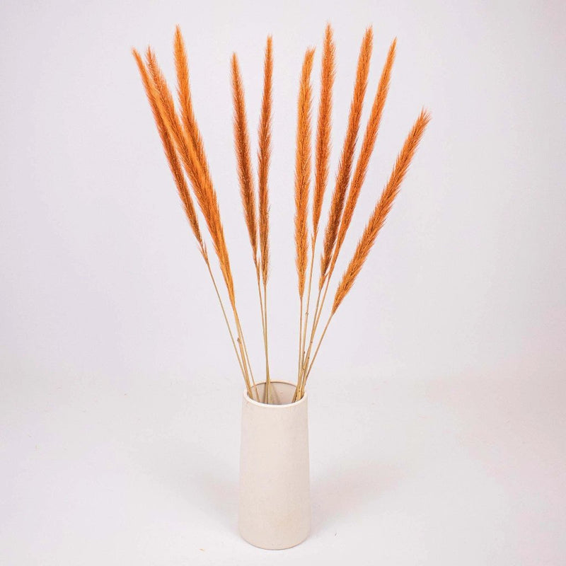 Brown Dried Pennisetum Flower Bunch in Vase
