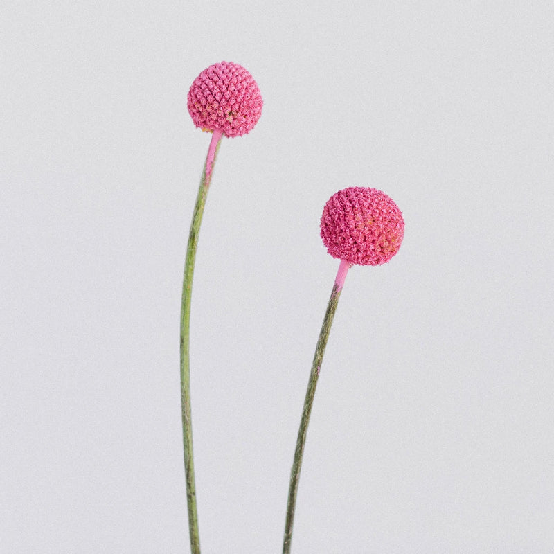 Bubble Gum Pink Bulk Billy Balls Stem - Image