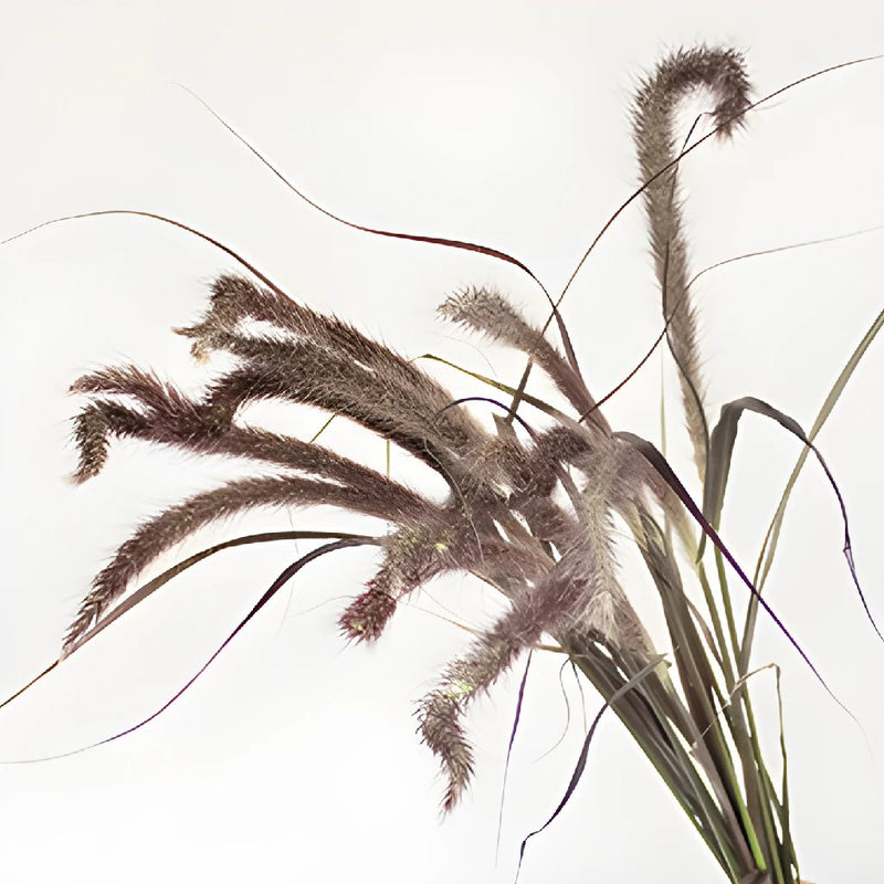 Bulk Fountain Grass