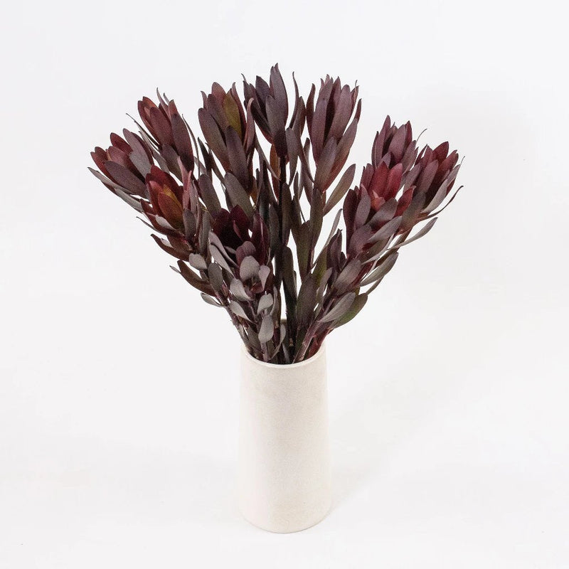 Burgundy Leucadendron Greenery Bunch in Vase