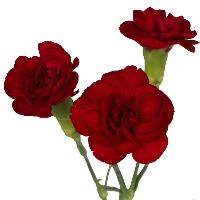 Burgundy Mini Carnation Flowers