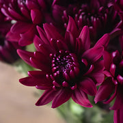 Ready To Go Wholesale Centerpieces Card