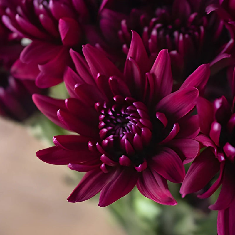 Burgundy pom DIY wedding flower