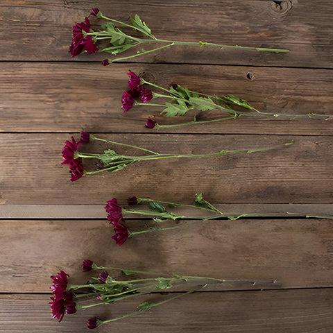 Burgundy pom bulk flowers