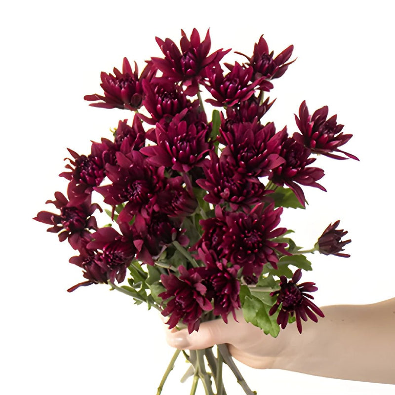 Burgundy pom wholesale wedding flower