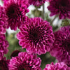 Burgundy Purple Micro Pom Cushion Flower