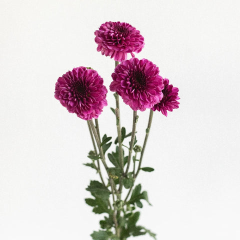 Burgundy Purple Micro Pom Cushion Stem - Image