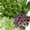 Burgundy Wildflower Filler DIY Pack