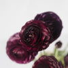 Burgundy Wine Ranunculus Fresh Cut Flower