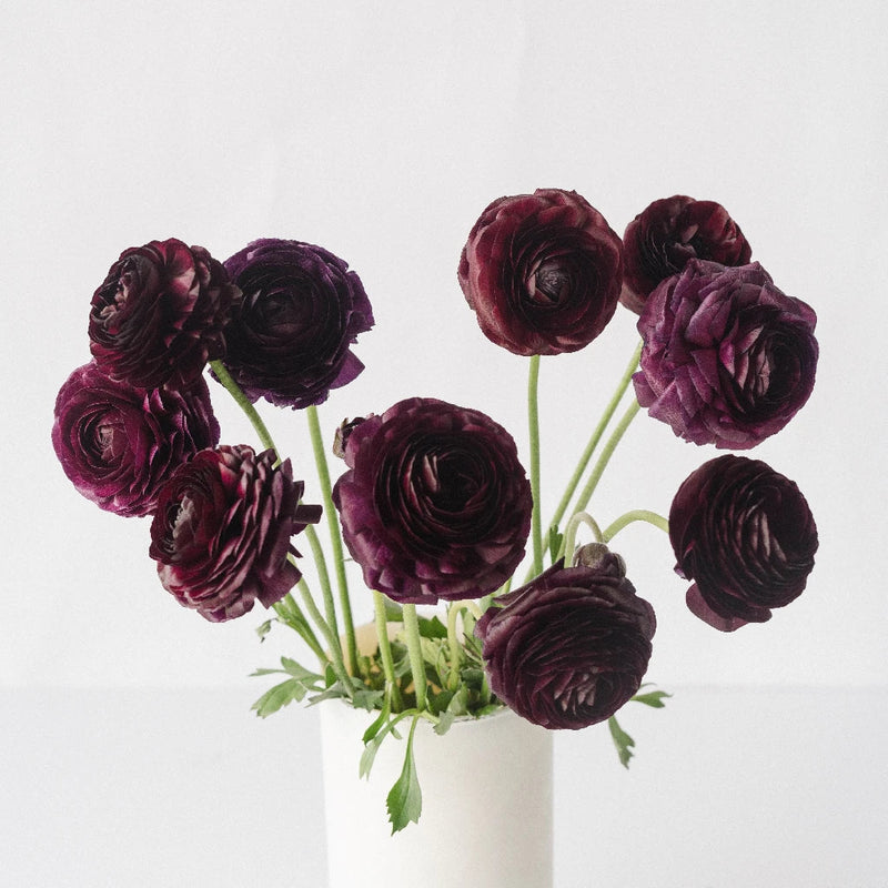 Burgundy Wine Ranunculus Vase - Image