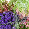 California Wildflower DIY Pack