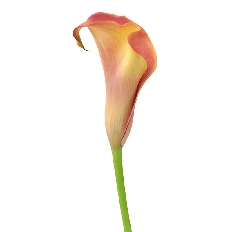 Hot Shot Orange Calla Lily Flower