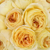 Caramel Antique Garden Rose