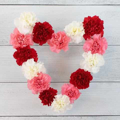 Love Pack Mixed Wholesale Carnations Up close