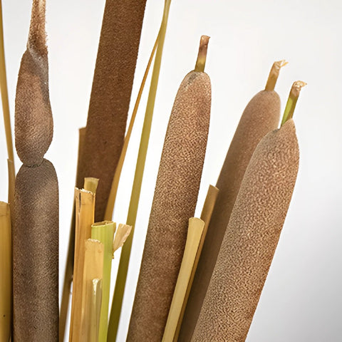 Cattail Bulk Filler Flower